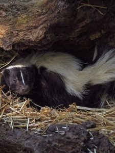 Skunk, Groundhog &amp; Rabbit Control in Lynnfield, MA