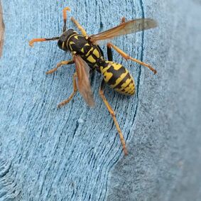 Wasps and Bees Control in Lynnfield, MA