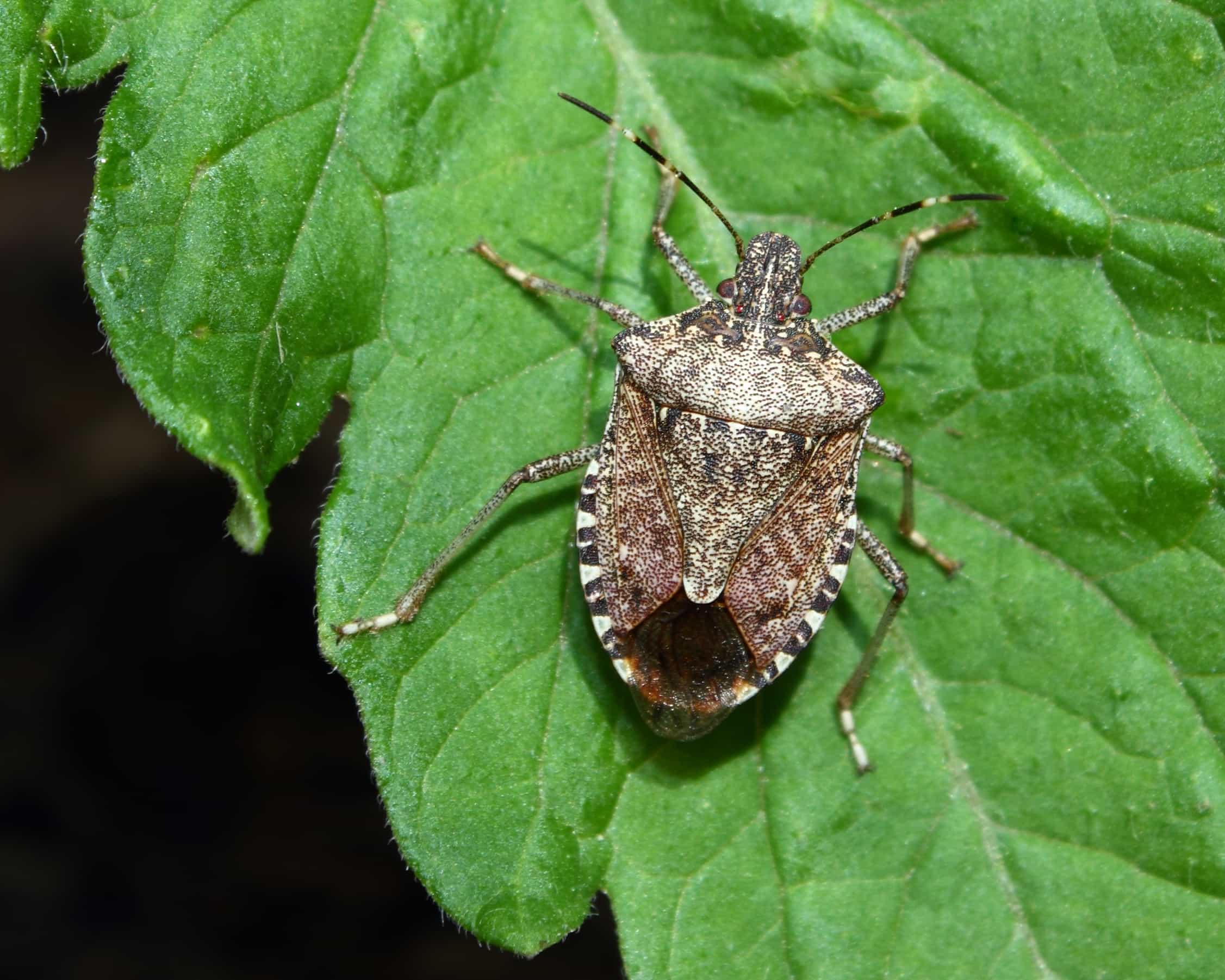 Stink Bug Control | Eastern Pine Pest Control