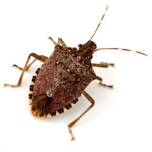 Stink Bug Control | Eastern Pine Pest Control