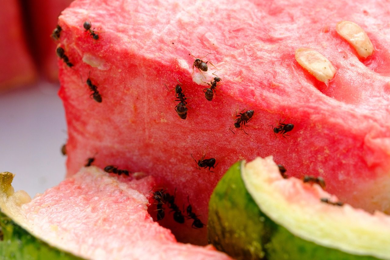 Ants on watermelon