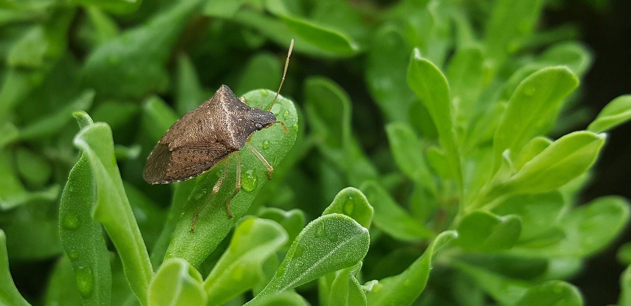 Stink Bug on plant