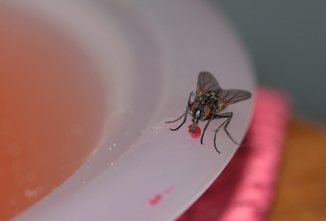 House Fly Eating