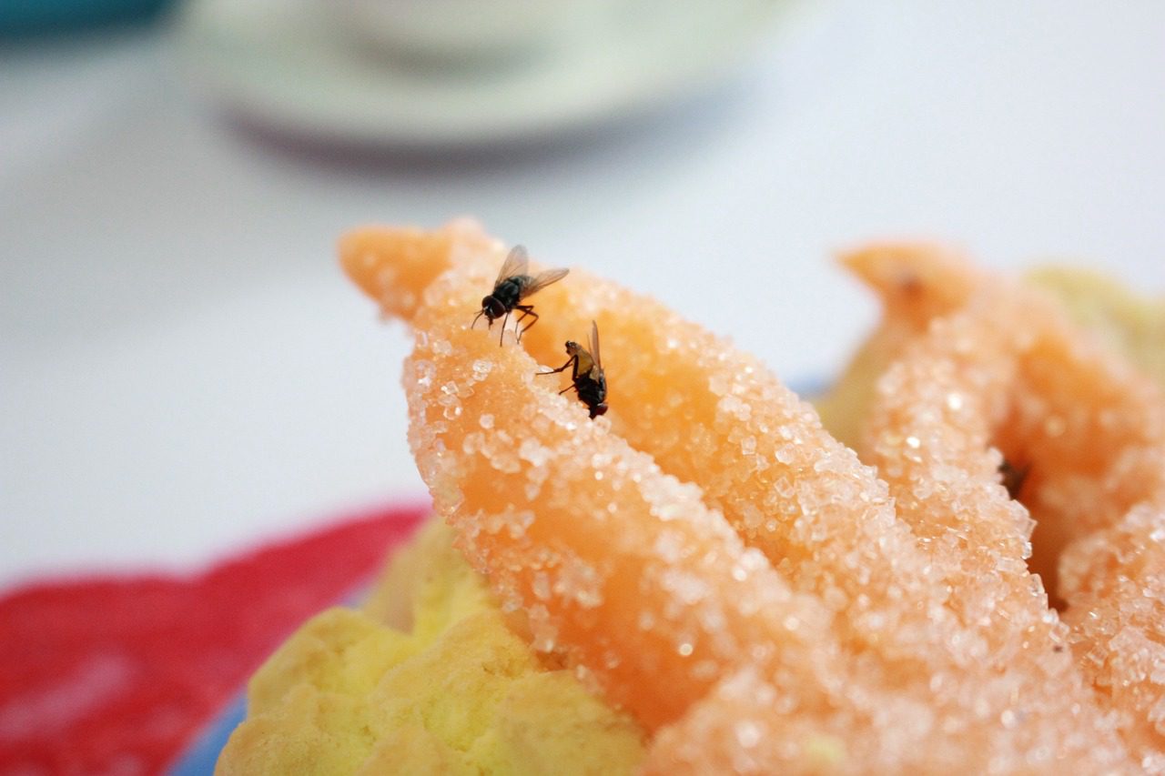 fruit flies on food