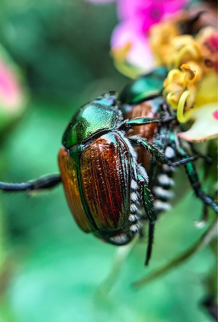 Enlarge pic of japanese beetle