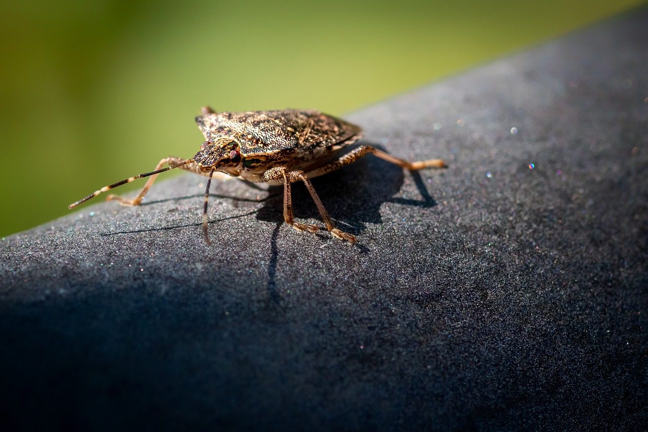 Stink Bug