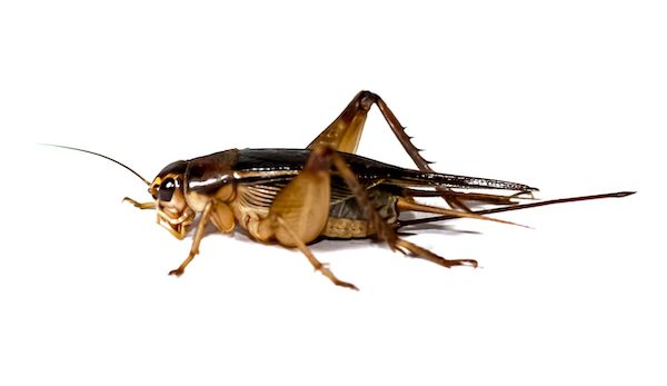 House Crickets in Massachusetts