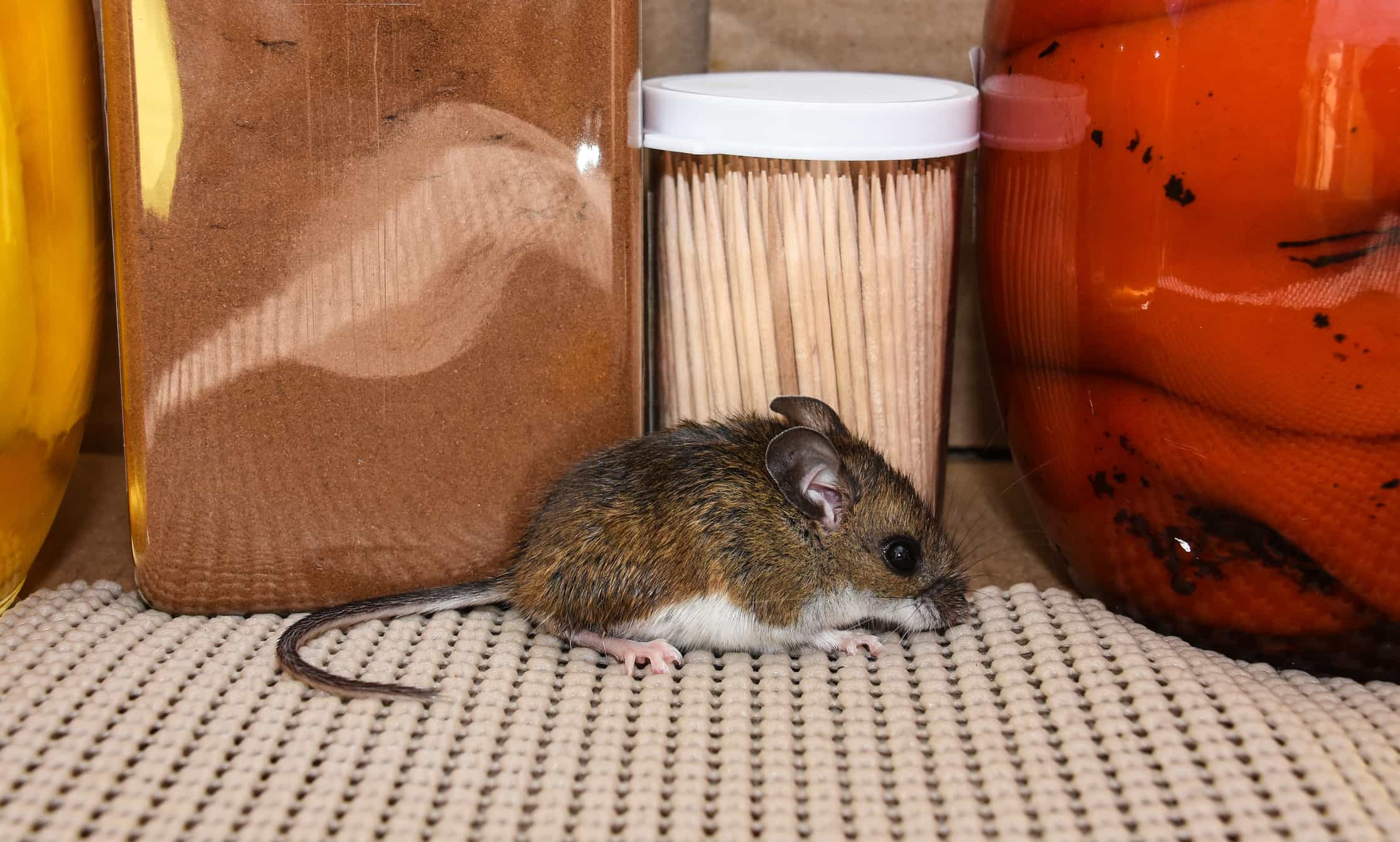 Mouse in kitchen pantry in Massachusettes